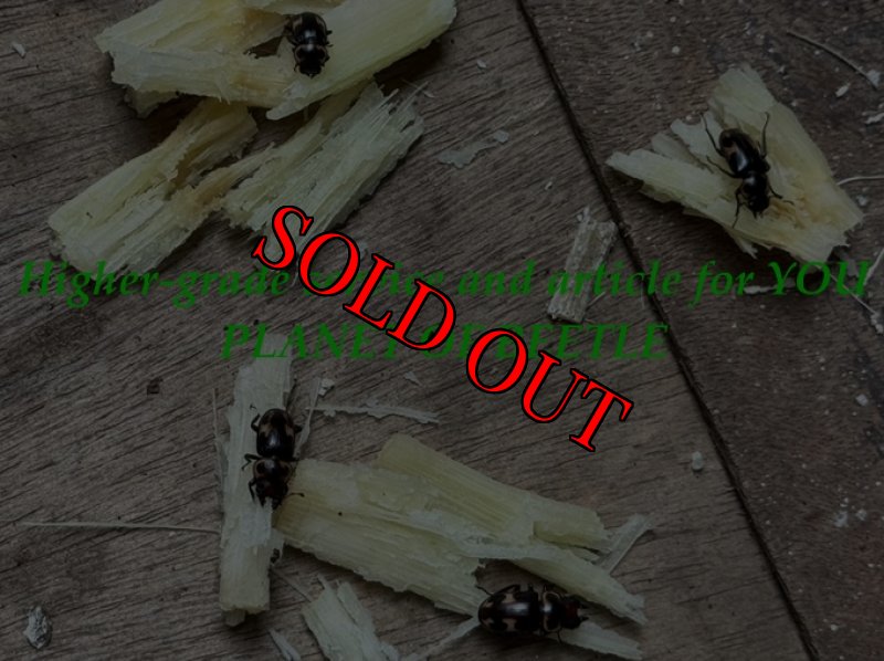 2025年採集品！！