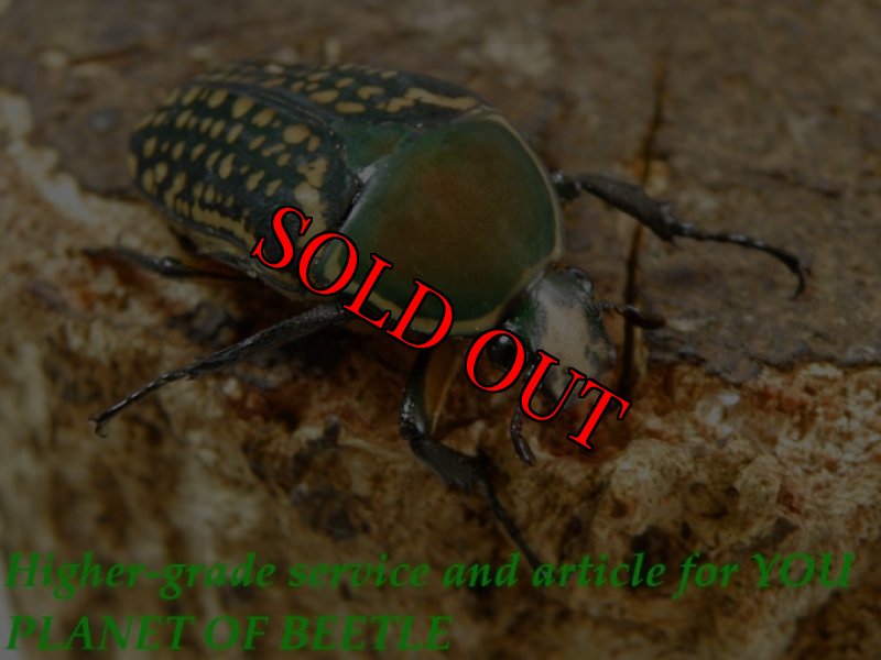 お届けする♀実物です。