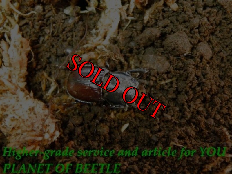 当店ブリードセット内の♂です。