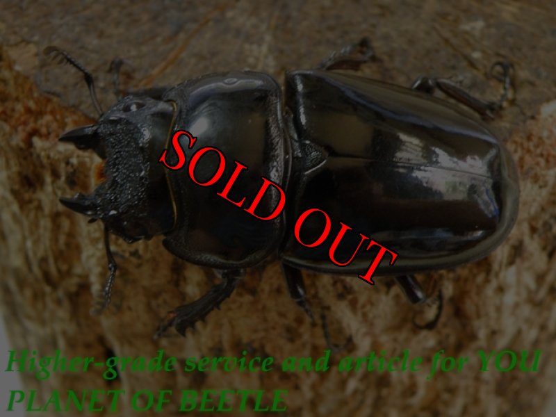 お届けする♀実物です。