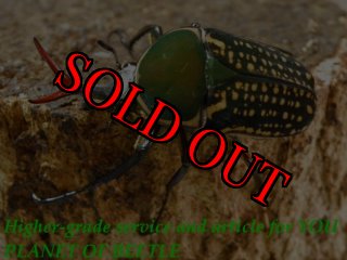 5/22:美麗カナブン館 - PLANET OF BEETLE