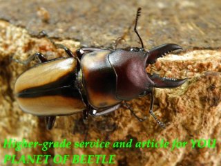 5/22カメルーン産 - PLANET OF BEETLE