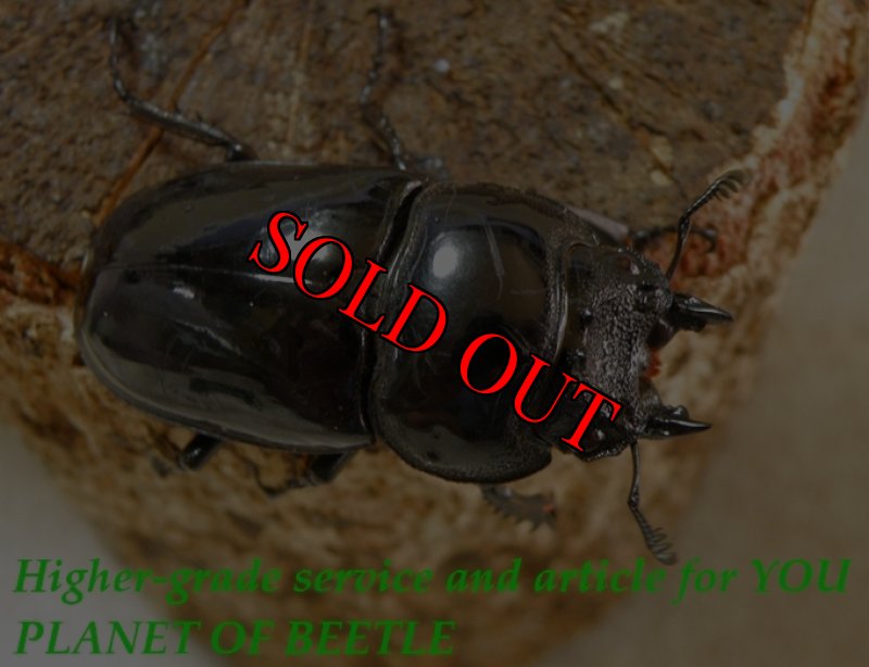 お届けする♀実物です。