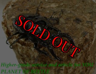 5/22レギウスオオツヤ - PLANET OF BEETLE