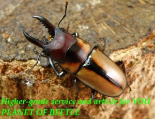 アフリカ カメルーン 部族 くし型 5/22カメルーン産 - PLANET OF BEETLE
