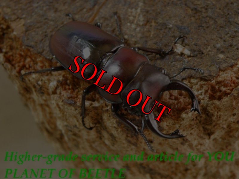 お届けする♂35mm実物です。