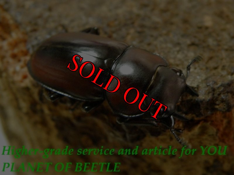 お届けする参考♀画像です。