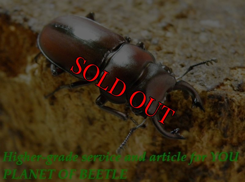 お届けする♂28mmです。