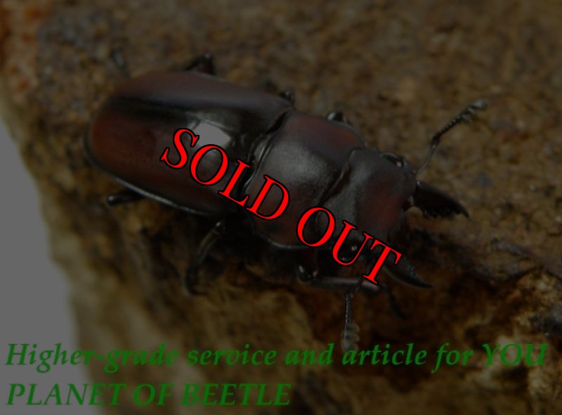 お届けする参考の小歯♂画像です。