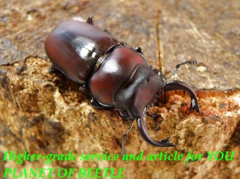 お届けする♂33mmです。