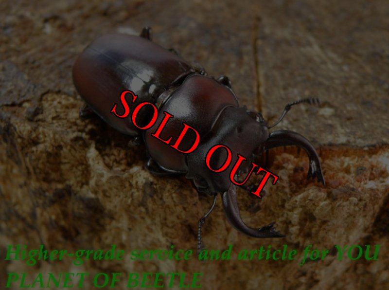 お届けする♂33mmです。