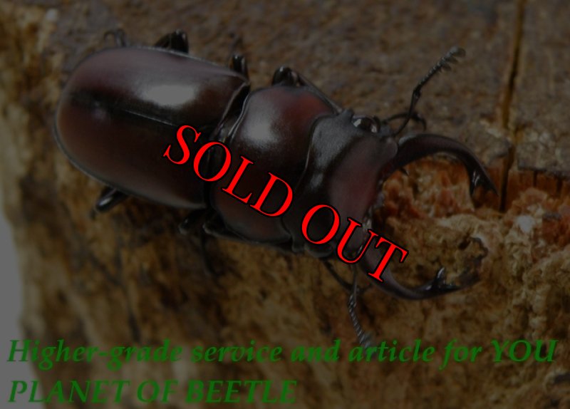 お届けする♂30mm実物です。