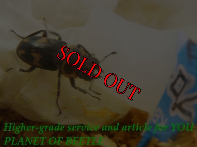 お届けする♂実物です。