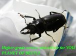 お届けする♂実物です。