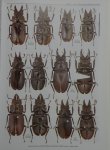 出典:Stagbeetles of ChinaIII