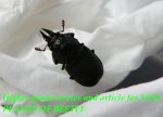 お届けする♀実物です。