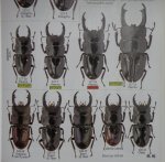 出典:Stagbeetles of ChinaII