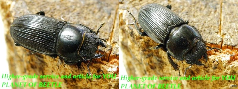 お届けする2種♀実物です。