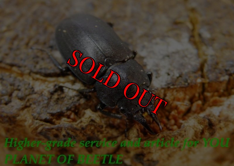 お届けする♀実物です。