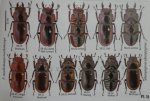出典：stag beetles of china II
