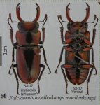 出典：stag beetles of china II