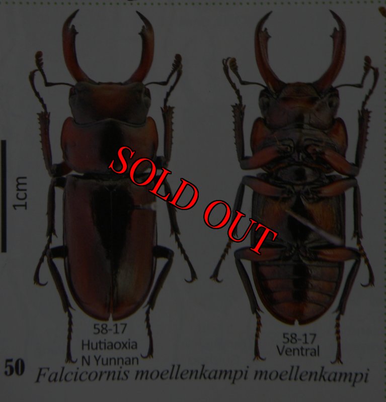 出典：stag beetles of china II