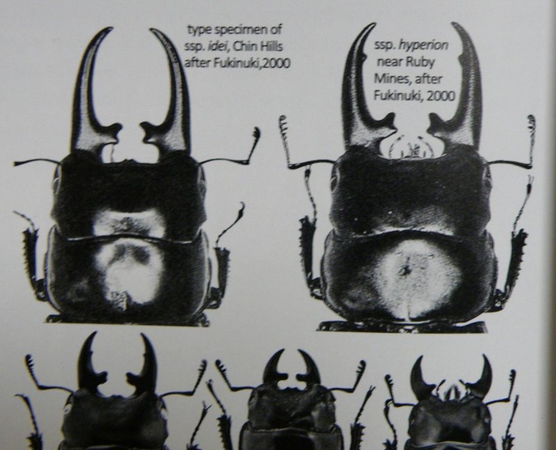 出典:Stagbeetles of ChinaII