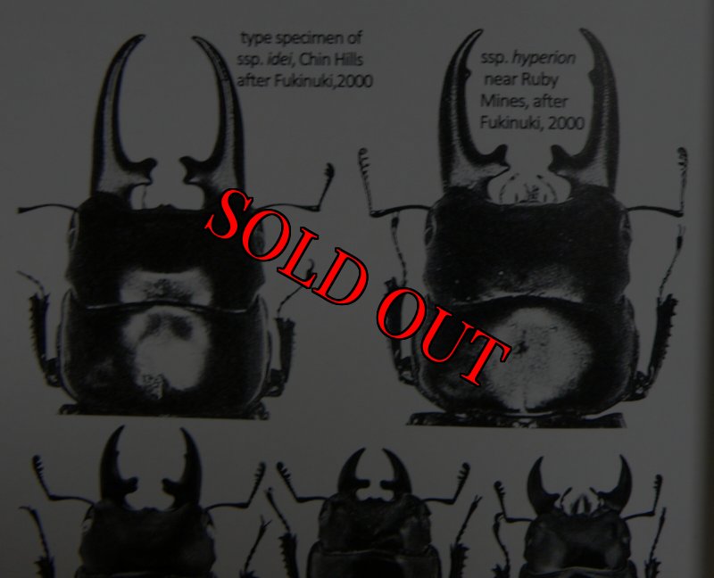 出典:Stagbeetles of ChinaII