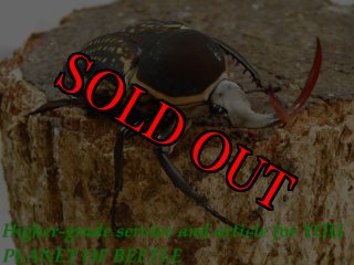 南コンゴ産 ポギーオオツノカナブン ペア 82mm 62mm 12/10南西Nyassosso産天然ミカンスツノカナブン♂50mm♀44mmペア