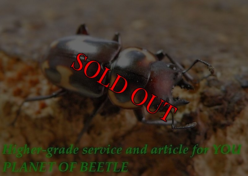 お届けする♂実物です。