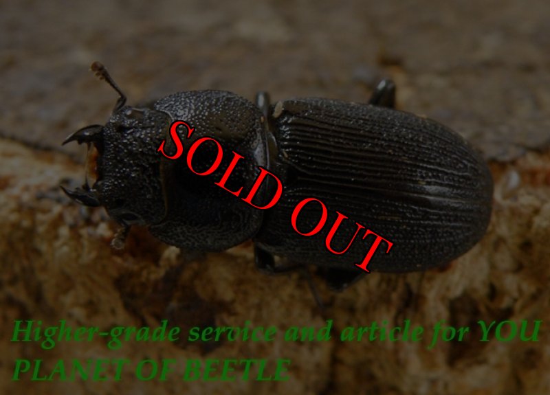 お届けする♀実物です。