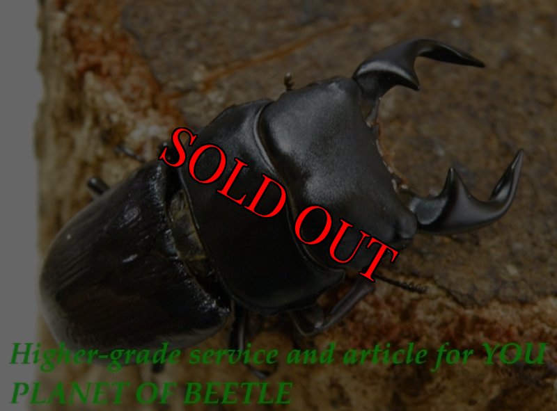 お届けする♂実物です。