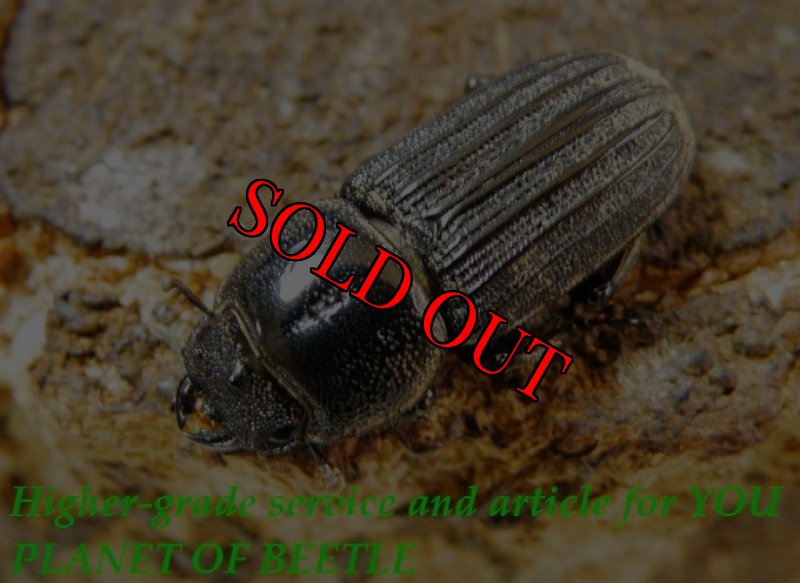 お届けする♀実物です。