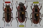 出典：Stag beetles of china II