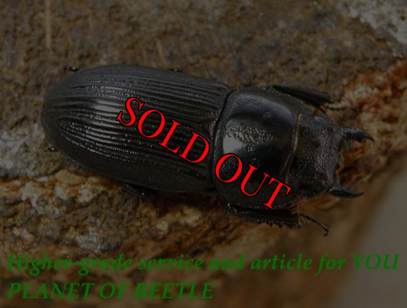 お届けする♀実物です。