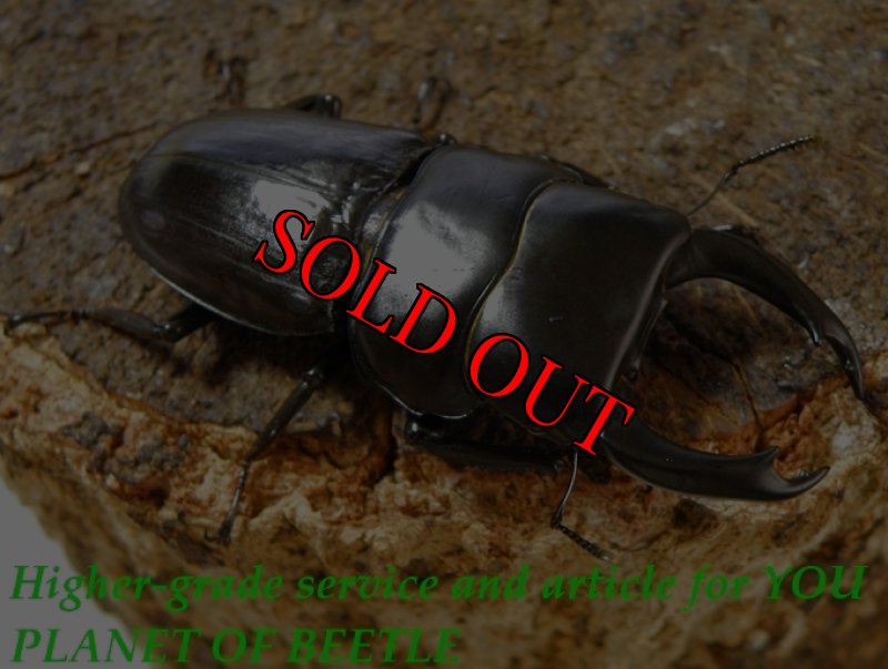 お届けする♂実物です。