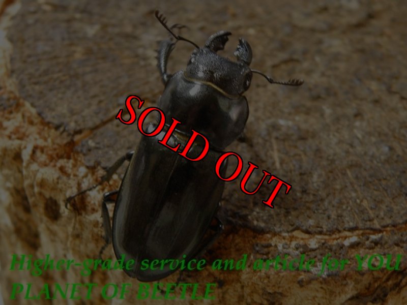 お届けする参考♀画像です。