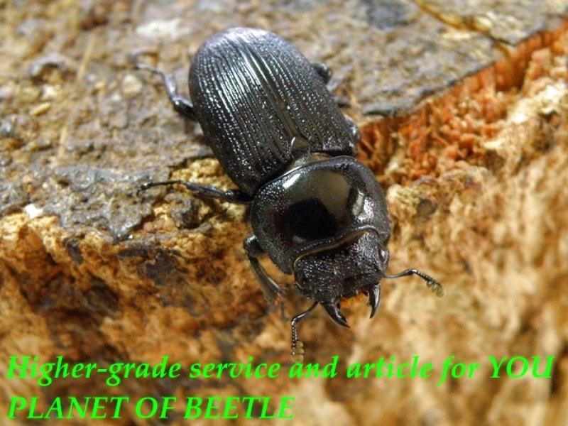 お届けする♀実物です。