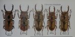 出典：Stag beetles of china II