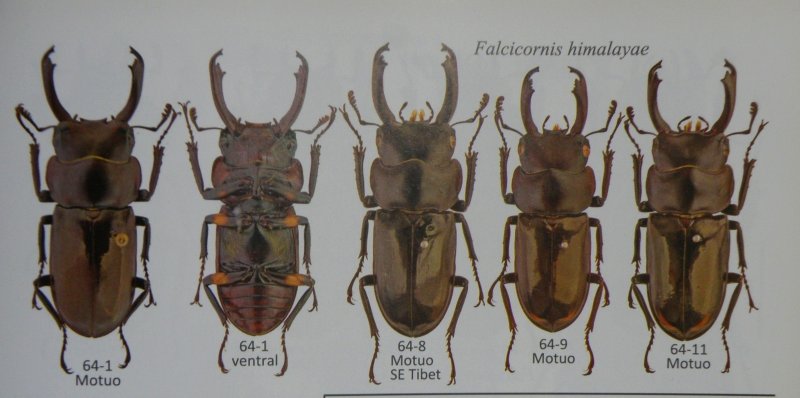 出典：Stag beetles of china II