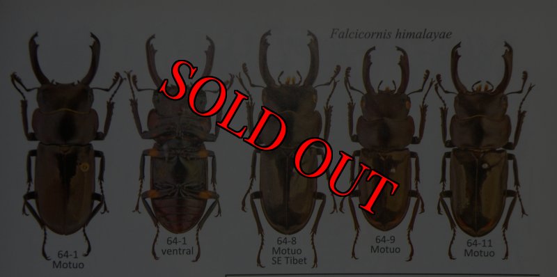 出典：Stag beetles of china II