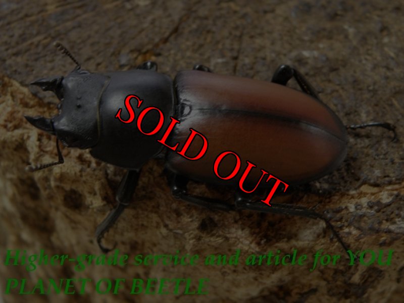 お届けする♀実物です。