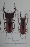 出典：LUCANIDAE OF THE WORLD