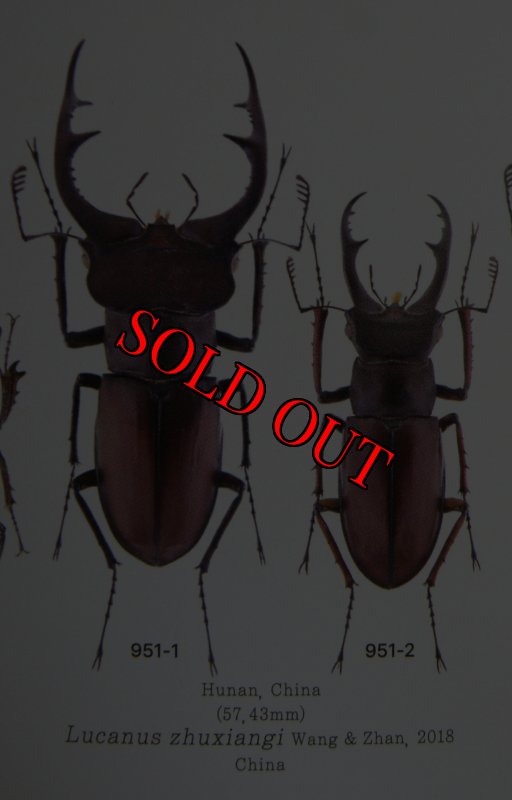 出典：LUCANIDAE OF THE WORLD