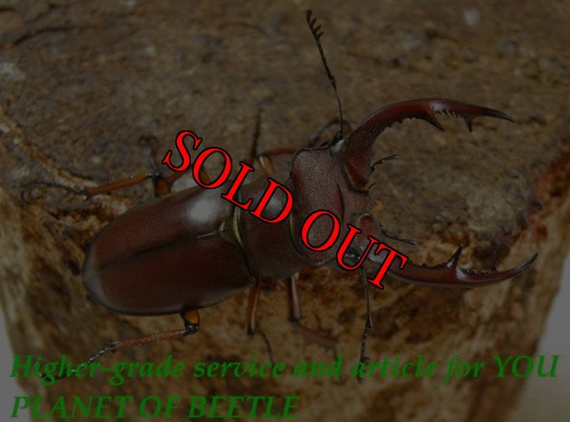 お届けする参考♂52mmです。