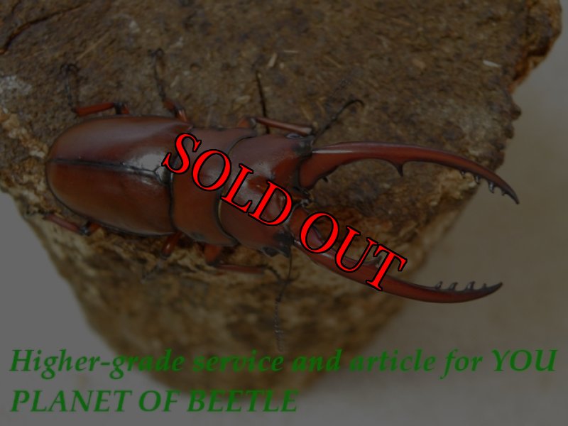 お届けする♂実物です。