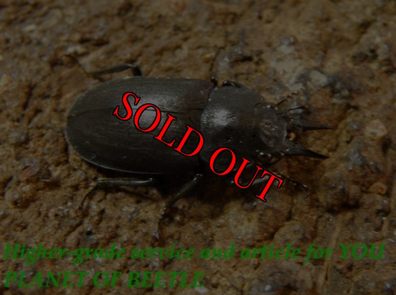 お届けする♀実物です。