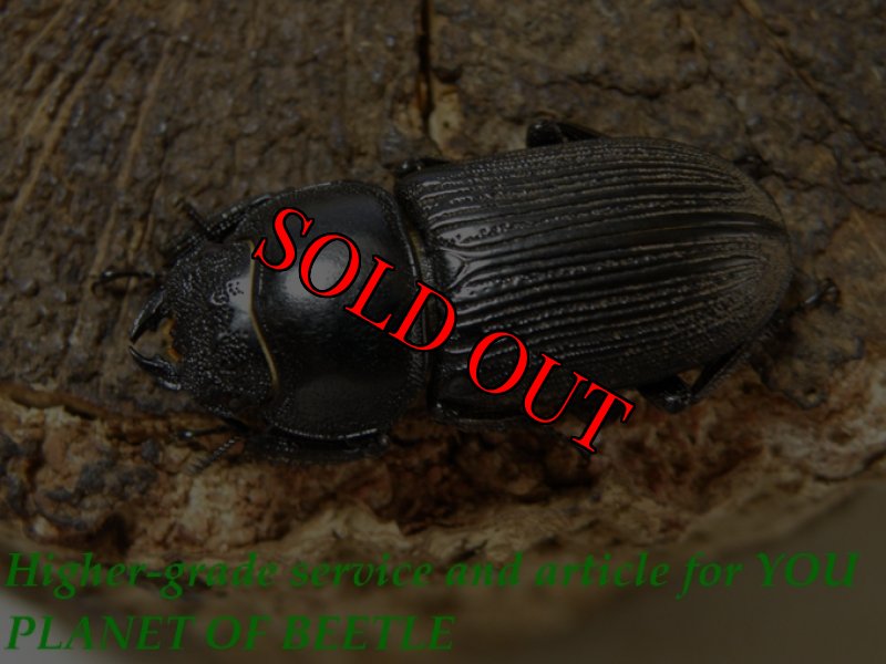 お届けする♀実物です。