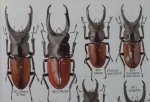 出典:Stagbeetles of ChinaII