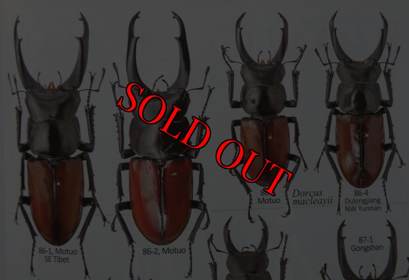 出典:Stagbeetles of ChinaII